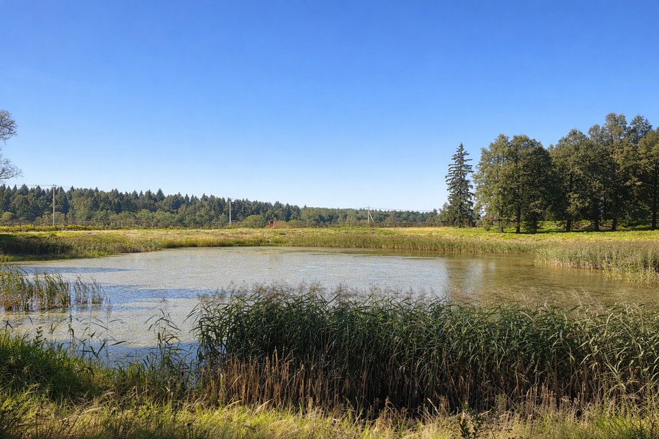 Осушение, очистка и укрепление берегов в Дмитров